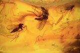 Fossil Fly Swarm (Diptera) In Baltic Amber #87078-1